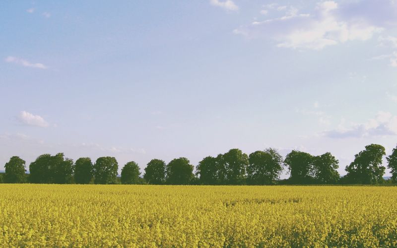 cibo, fiori, cielo, campo, orizzonte, erba