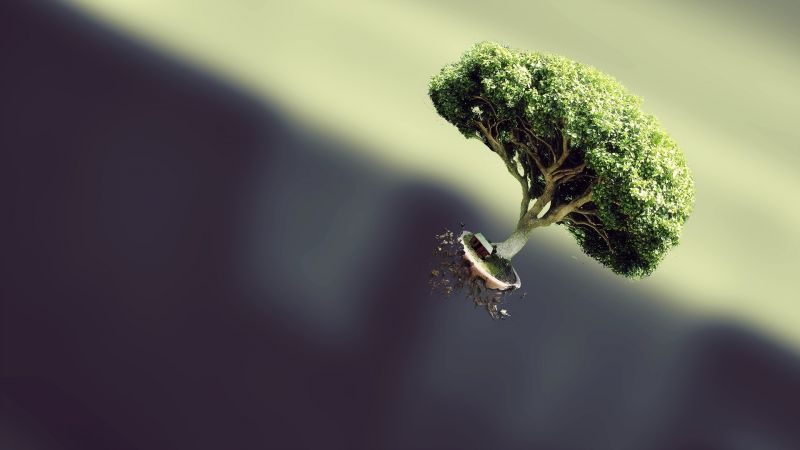 trees,simple background,nature,photography,branch,green