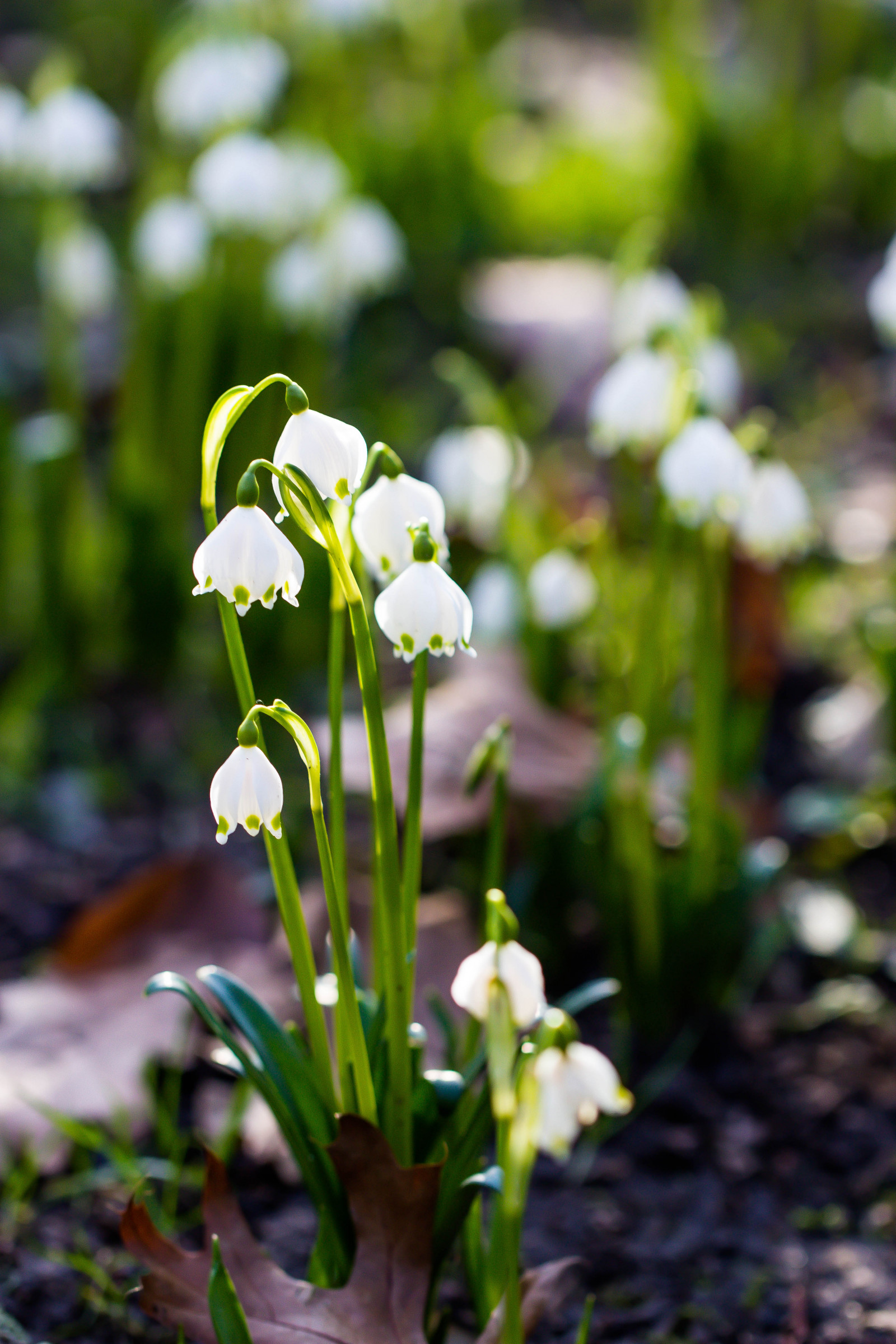 zahrada, zelená, květ, květ, rostlina, flóra, Blomma, sn Klocka, springsnowflake, Alnarp, alnarpsslottstr dg rd, divoká rostlina, botanika, suchozemská rostlina, kvetoucí rostlina, floristika, závod stonek
