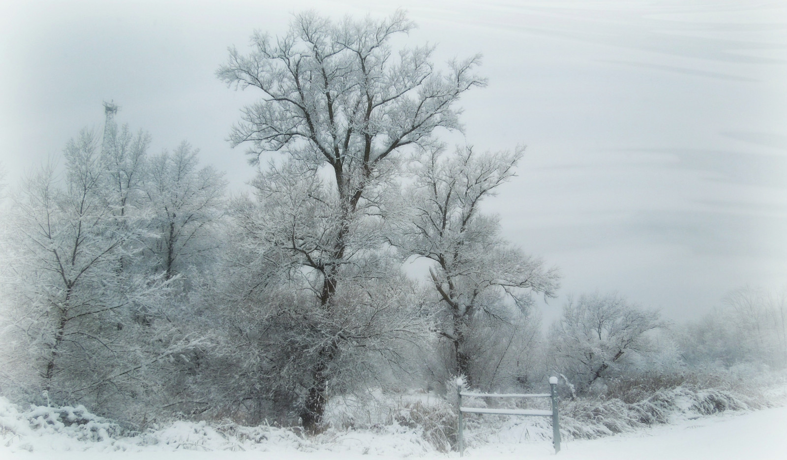 stromy, bílý, Příroda, sníh, zima, větev, mráz, klidný, zmrazení, Ohio, strom, počasí, krása, sezóna, umlčet, vánice, portagecountyohio, snowcoveredtrees, rootstownohio, atmosférický jev, dřevina, zimní bouře, déšť a sníh mísí