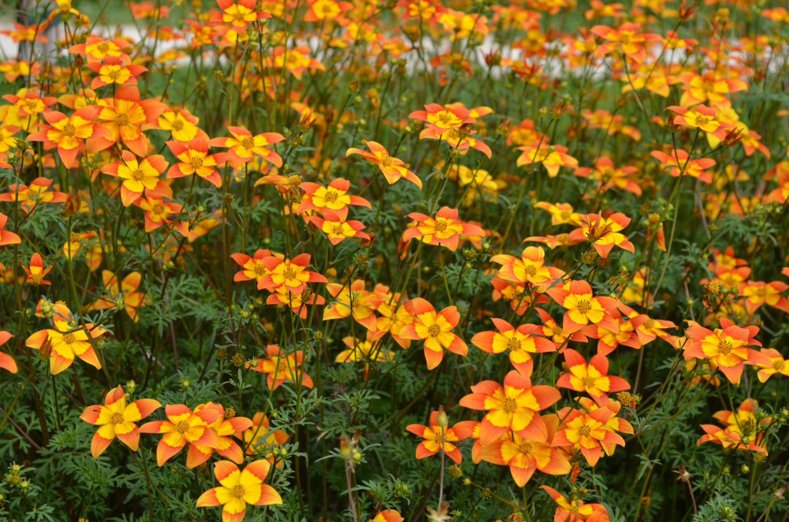 Hintergrundbilder Natur, gelbe Blumen, Orange, Kraut, Herbst, Blume