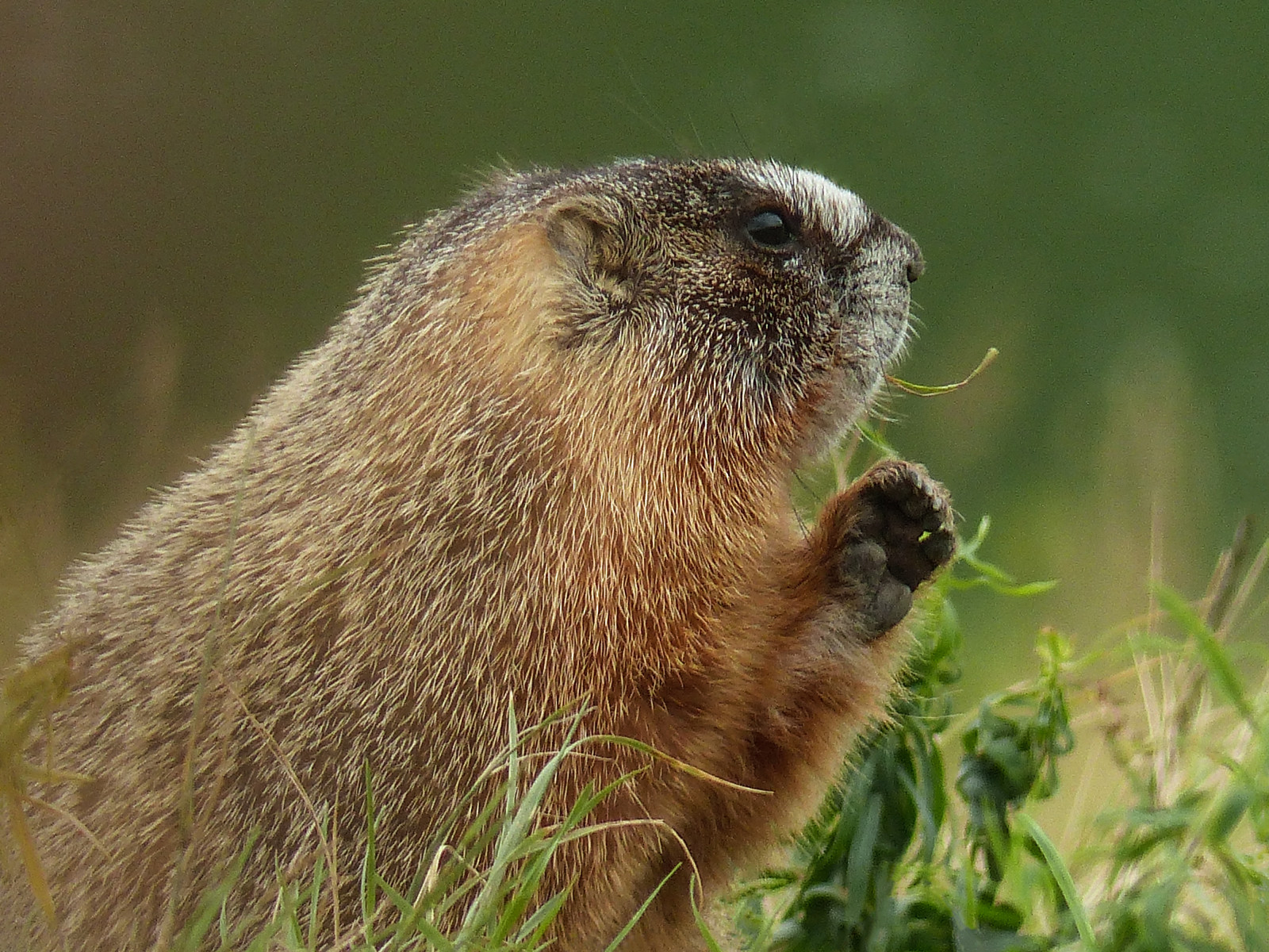 vild, Canada, natur, dyr, Lumix, sidder, voksen, dyreliv, Alberta, vildt dyr, græsser, murmeldyr, sideview, rockchuck, yellowbelliedmarmot, marmotaflaviventris, southernalberta, orderrodentia, annkelliott, familysciuridae, anneelliott, seofcalgary, fz200, genusmarmota, subgenuspetromarmota, eofwatertonlakesnp