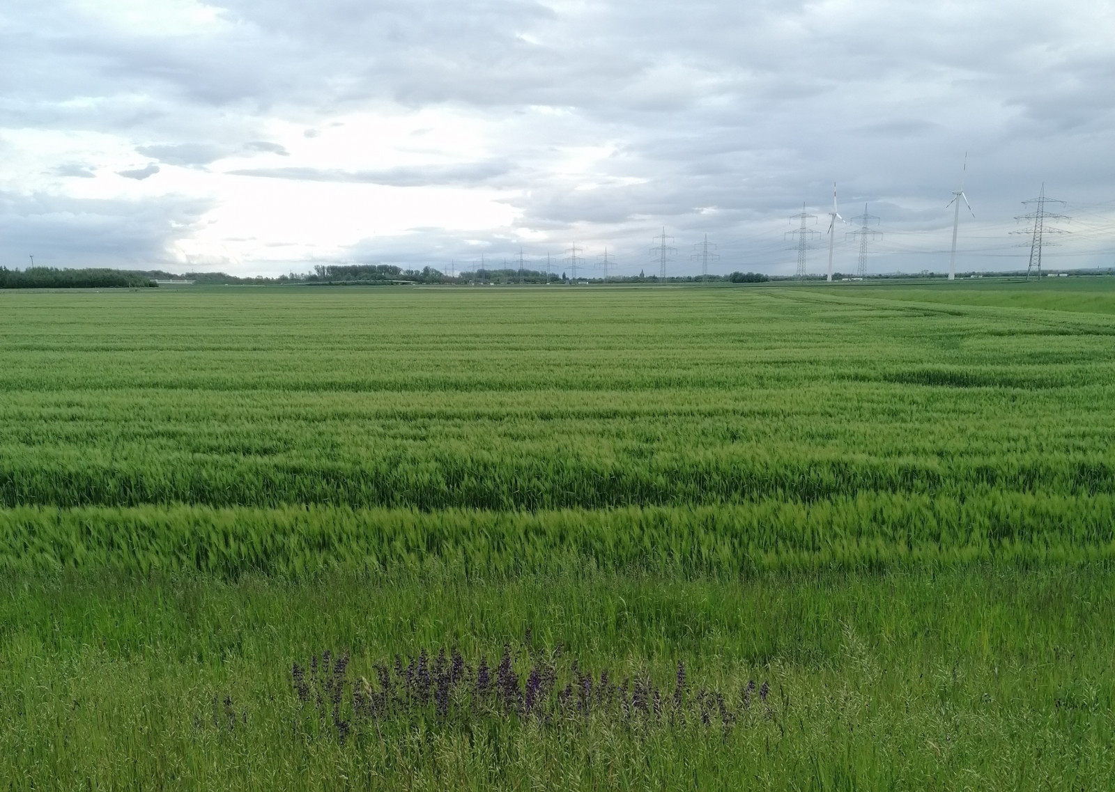 Himmel, Wolke, Pflanze, Ecoregion, Natural landscape, Grundstücke, Landwirtschaft, Gras, Wiese, Ebene, Landschaft, Wiese, Grasfamilie, Prärie, Freileitung, Weide, Feld, Horizont, Elektrizität, Plantage, Boden, Wind, Steppe, Kumulus, Ernte, cash crop, Event, public utility, Übertragungsturm, Bauernhof, Maschine, Reisfeld