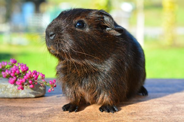guinea pig,rodent,cute