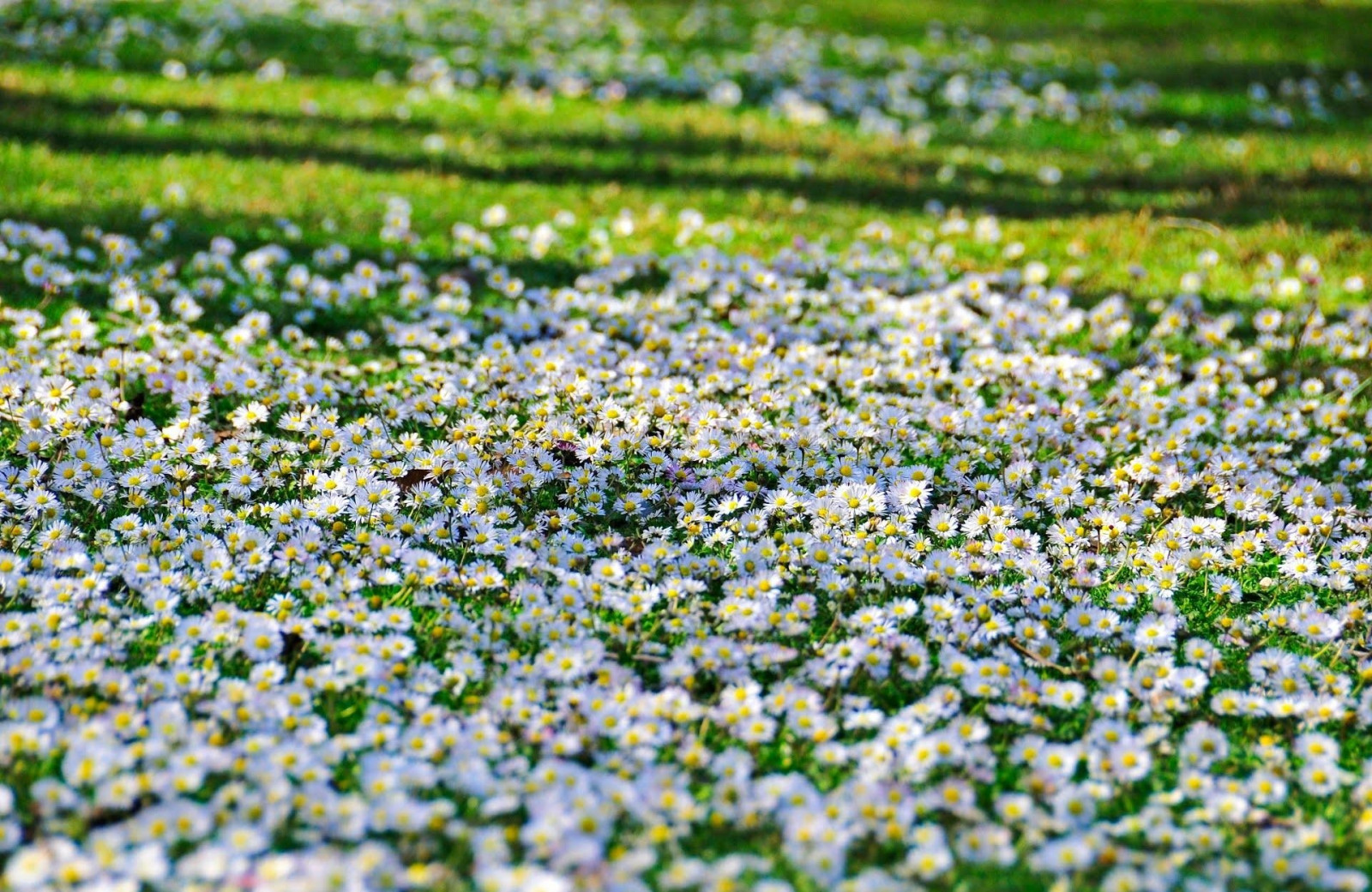 fiori, erba, campo, verde, soleggiato, margherite, acuto, fiore, prateria, pianta, flora, i campi, agricoltura, prato, Fiore di campo, prato, habitat, ambiente naturale, impianto di terra, pianta fiorita, Bluebonnet