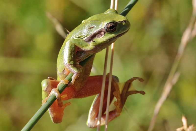 Makro,Frosch,Laubfrosch,Europeantreefrog,Tamronspaf180mmf35dildifmacro11,Deines Tages