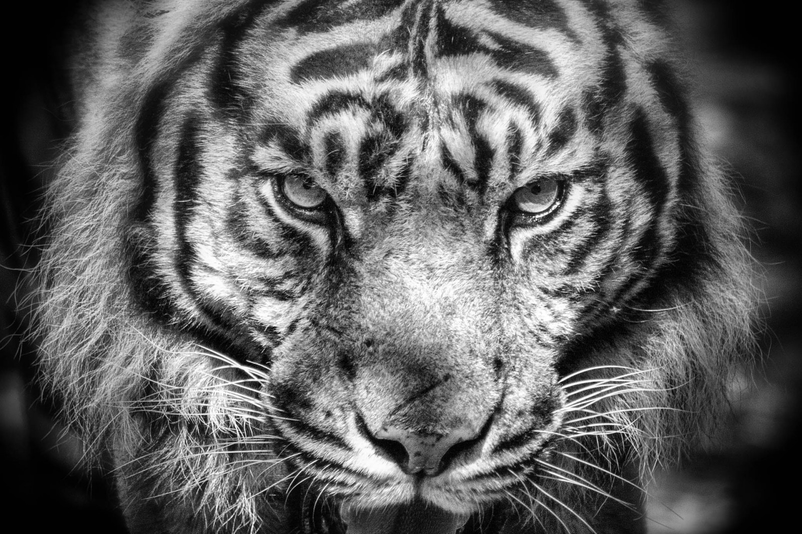 viso, nero, monocromo, ritratto, fotografia, tigre, avvicinamento, natura, pelliccia, grandi gatti, Zoo, barba, capo, bianco e nero, mygearandme, occhio, mygearandmepremium, mygearandmebronze, mygearandmesilver, mygearandmegold, noiretblanc, vigilantphotographersunite, fauna, mammifero, allnaturesparadise, mygearandmeplatinum, mygearandmediamond, vpu2, vpu3, vpu4, vpu5, vpu6, vpu7, vpu8, vpu9, vpu10, bianco e nero, fotografia in bianco e nero, organo, avvicinamento, gatto come mammifero, grugno, carnivoran, organismo, vpu1, tigre, Parcdesf lins, terrestrial animal