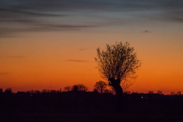 sky, red sky at morning, afterglow, dawn, tree, sunset