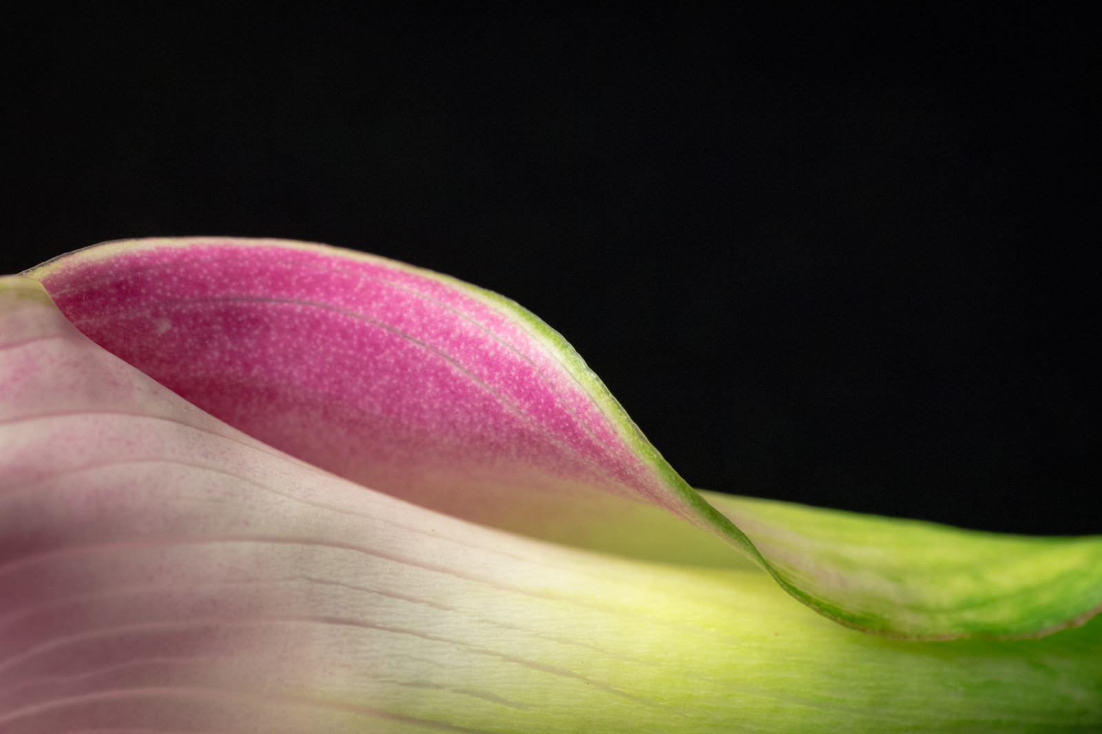 gloriasalvanteglophotography, blackbackground, callalily, květ, flor, flóra, květ, lilie, makro, onblack, růžový, Studio