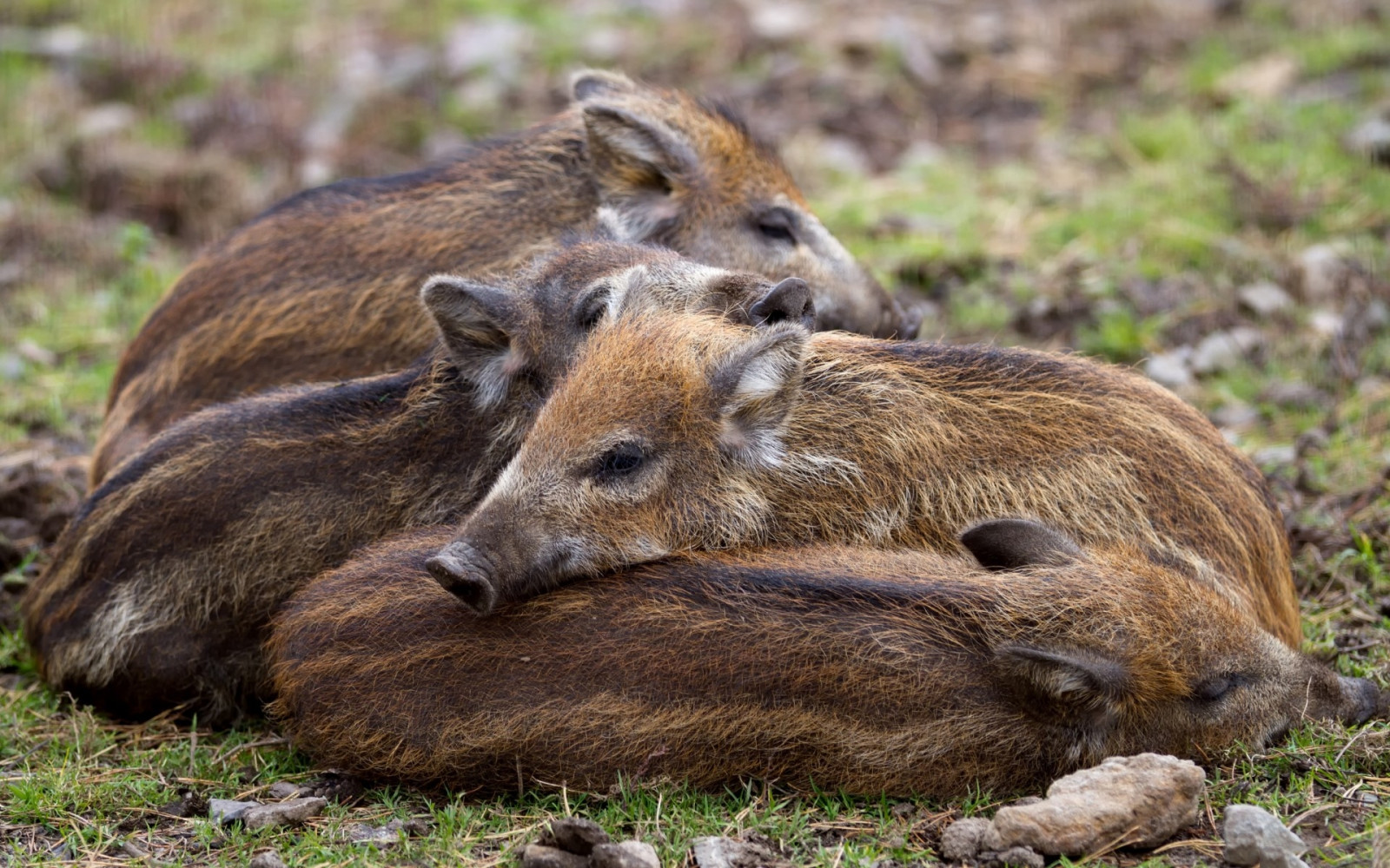 cinghiale, giovane, erba, menzogna, crogiolarsi