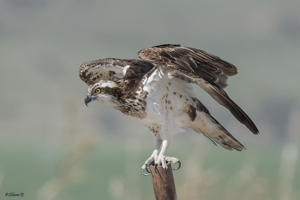 Wallpaper : wildlife, bird of prey, eagle, beak, Falcon, Harrier, hawk