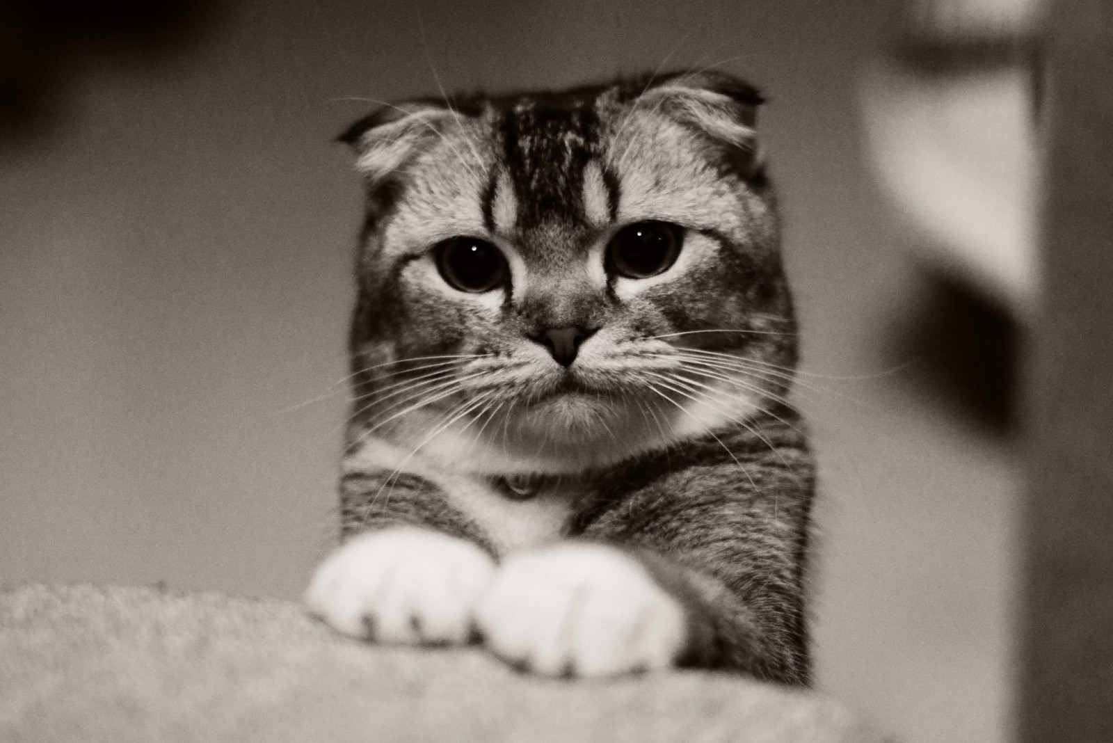 bílý, Černá, kočka, zvěř, černobílý, nos, kníry, kočky, kotě, savec, Černý a bílý, monochromatické fotografování, obratlovců, zblízka, kočka jako savci, malé až středně velké kočky, mourovatá kočka, americká krátkosrstá, 2048x1368 px