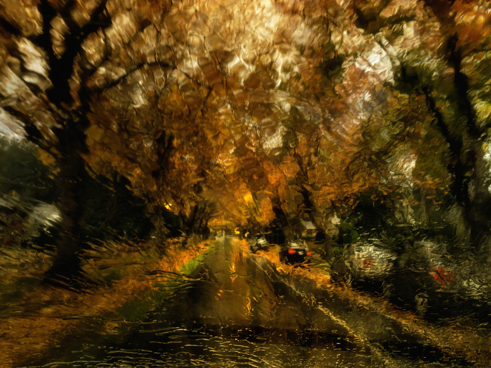 slunečnímu záření, stromy, les, podzim, ulice, abstraktní, Příroda, odraz, déšť, silnice, větev, žlutý, ráno, proud, barva, strom, podzim, list, květ, rostlina, sezóna, barva, cars, colorfull, photoimpressionism, podzimní listí, zálesí, místo výskytu, přírodní prostředí, dřevina, geografický rys