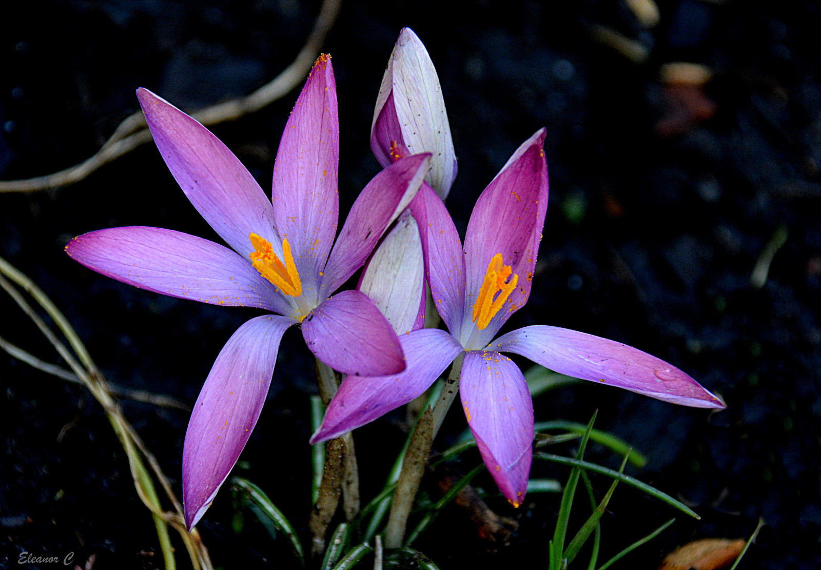 Spojené království, květiny, nachový, krokus, Stanmore, Littlestanmore, nikond7100, february2015