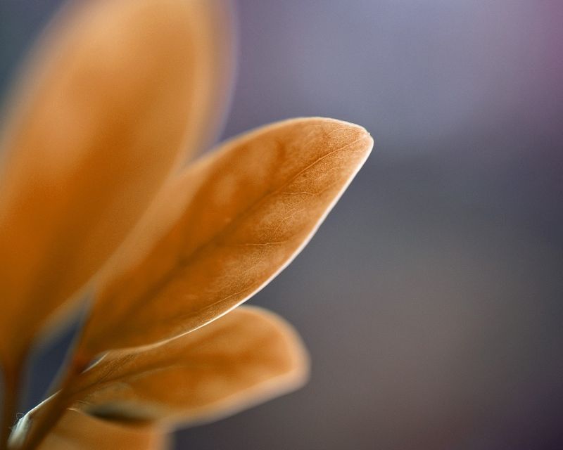 slunečnímu záření, listy, fotografování, žlutý, ráno, modrý slunečnímu záření, listy, fotografování, žlutý, ráno, modrý