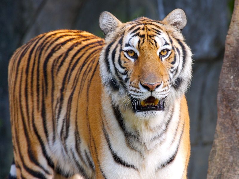 zvěř, tygr, Volně žijících živočichů, velké kočky, zoologická zahrada, kníry zvěř, tygr, Volně žijících živočichů, velké kočky, zoologická zahrada, kníry