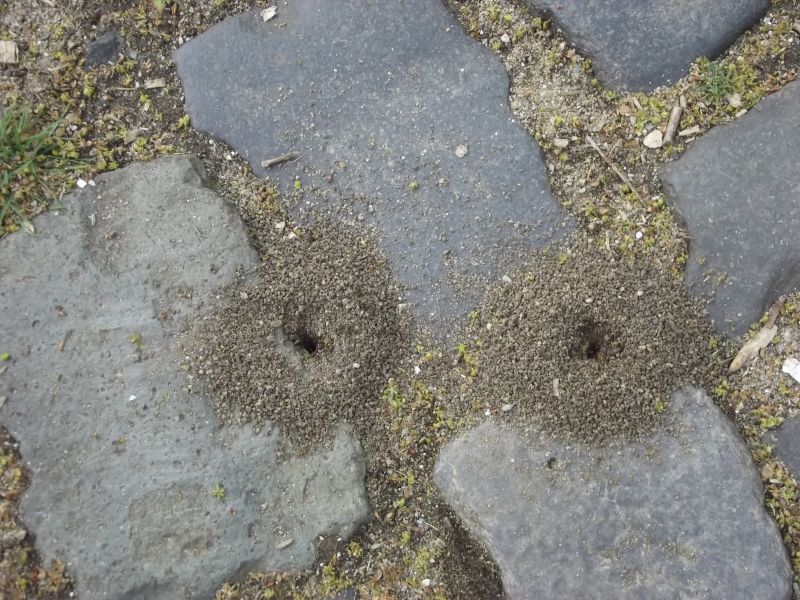 stromy, Skála, tráva, kapky vody, zelená, Volně žijících živočichů stromy, Skála, tráva, kapky vody, zelená, Volně žijících živočichů