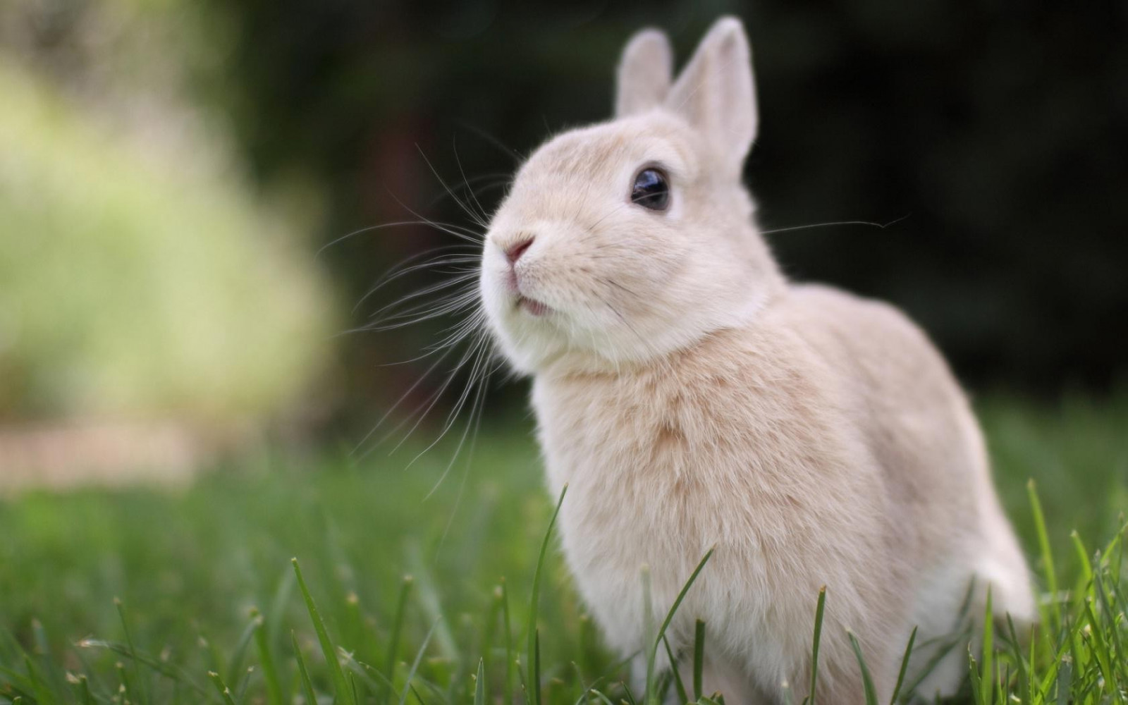デスクトップ壁紙 : 1680x1050 px, 動物, 草, 自然, ウサギ 1680x1050 - wallup - 751499 ...