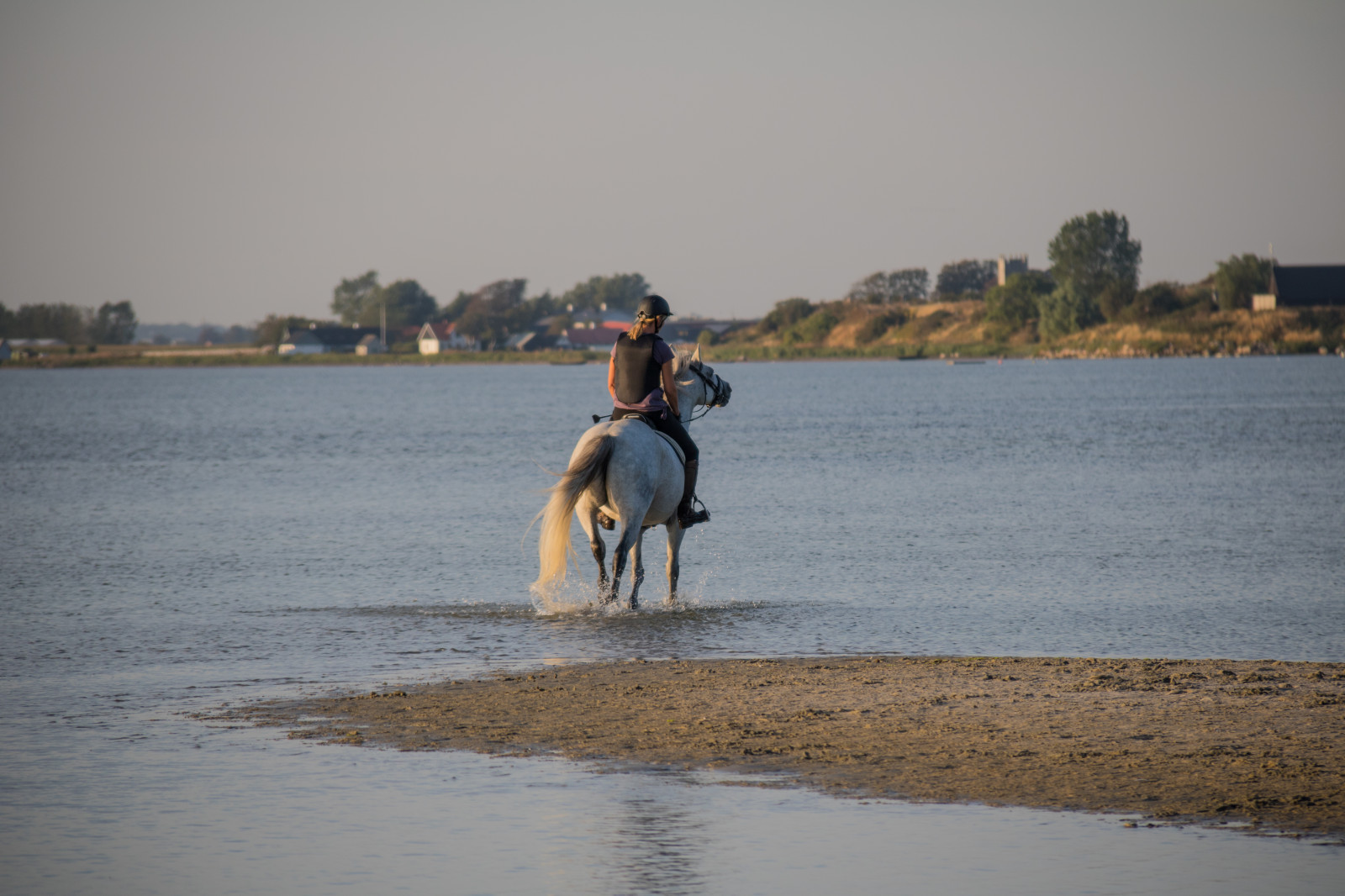 moře, voda, písek, kůň, pláž, pobřeží, dovolená, zvíře, jezdectví, vatten, hav, h st, DJUR, h llviken, Strandpromenaden, savec, tělo z vody, zvířecí sporty, kůň jako savci