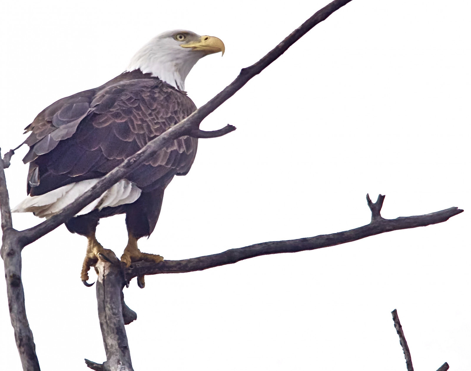 zima, pták, Příroda, strom, Krásná, symbol, Volně žijících živočichů, křídla, peří, divoký, dravec, naturallight, raptor, ikona, Minnesota, birdofprey, zobák, masožravec, peří, pařáty, prázdné místo, posazený, influenza, naturephotograph, velkolepý, nationalbird, Tailfeathers, Orel bělohlavý, haliaeetusleucocephalus, sonyilca77m2
