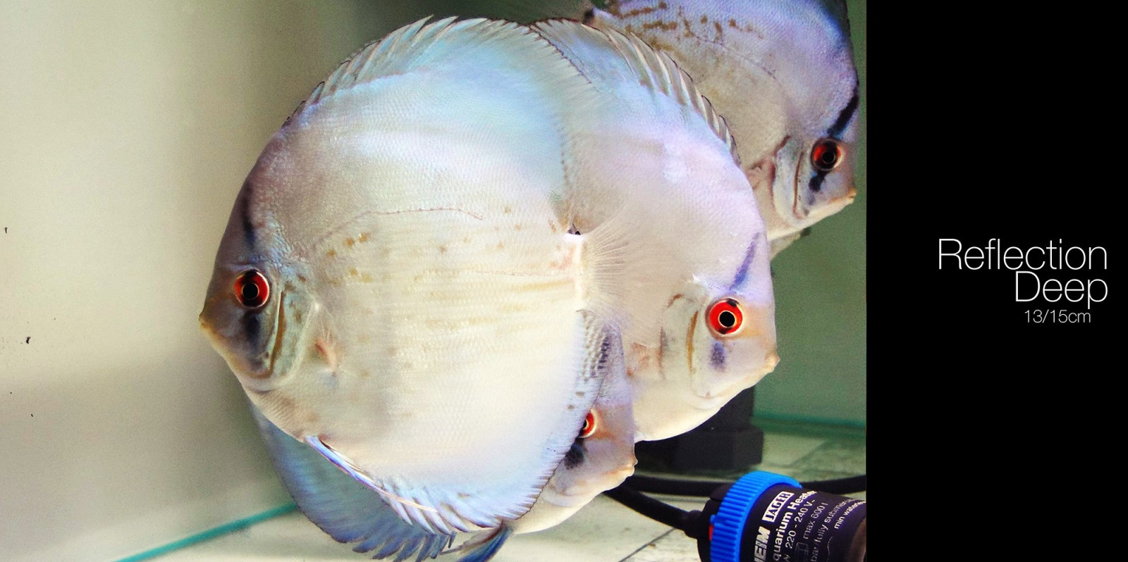 Wallpaper : head, Discus Fish, biology, deep sea fish 2000x998 - mxdp1 ...