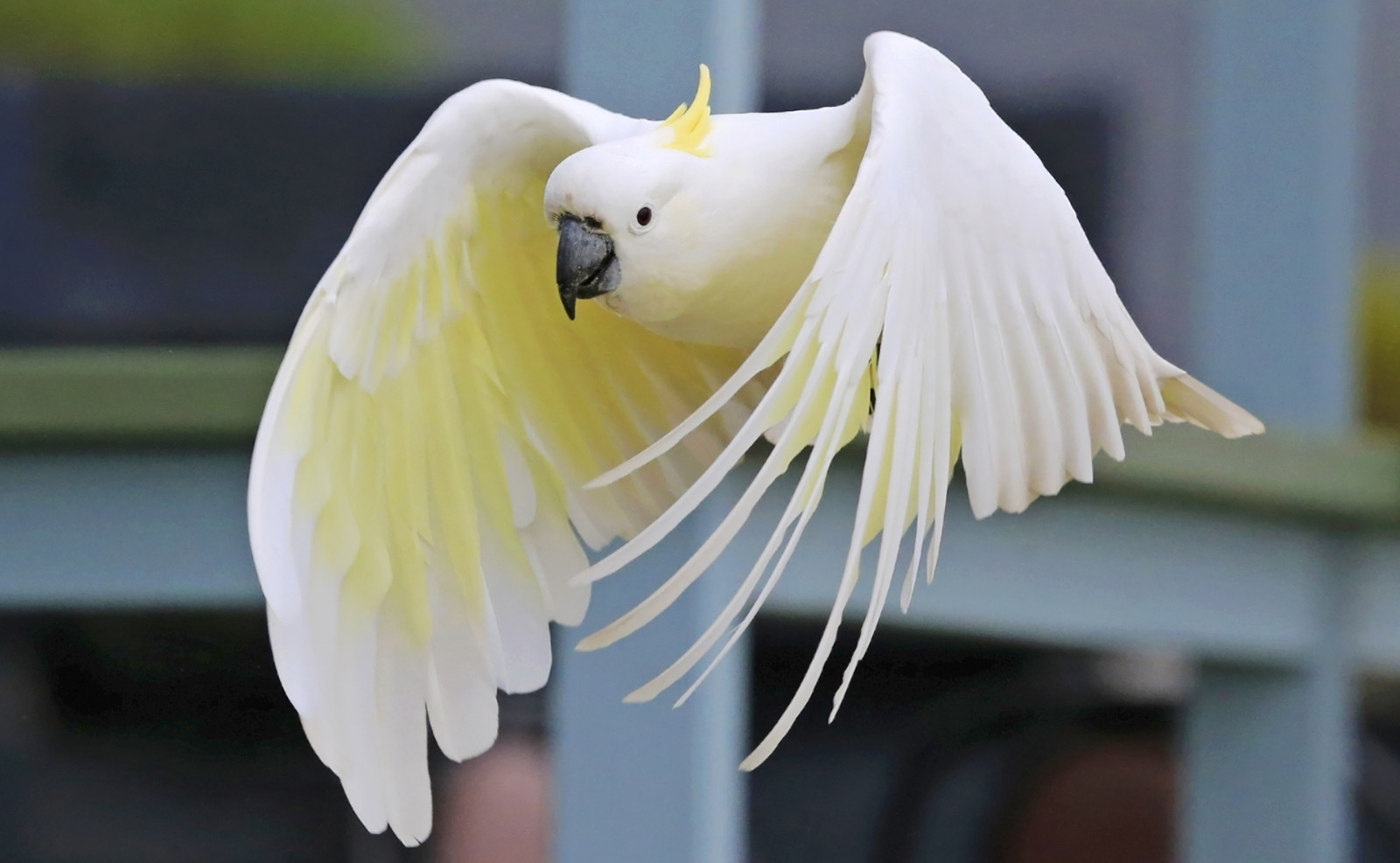 Příroda, inflight, Volně žijících živočichů, Papoušek, Austrálie, Victoria, Vzlétnout, influenza, národní geografie, Lorne, ptáčník, sulphurcrestedcockatoo, Cacatuagalerita, closetonature, concordians