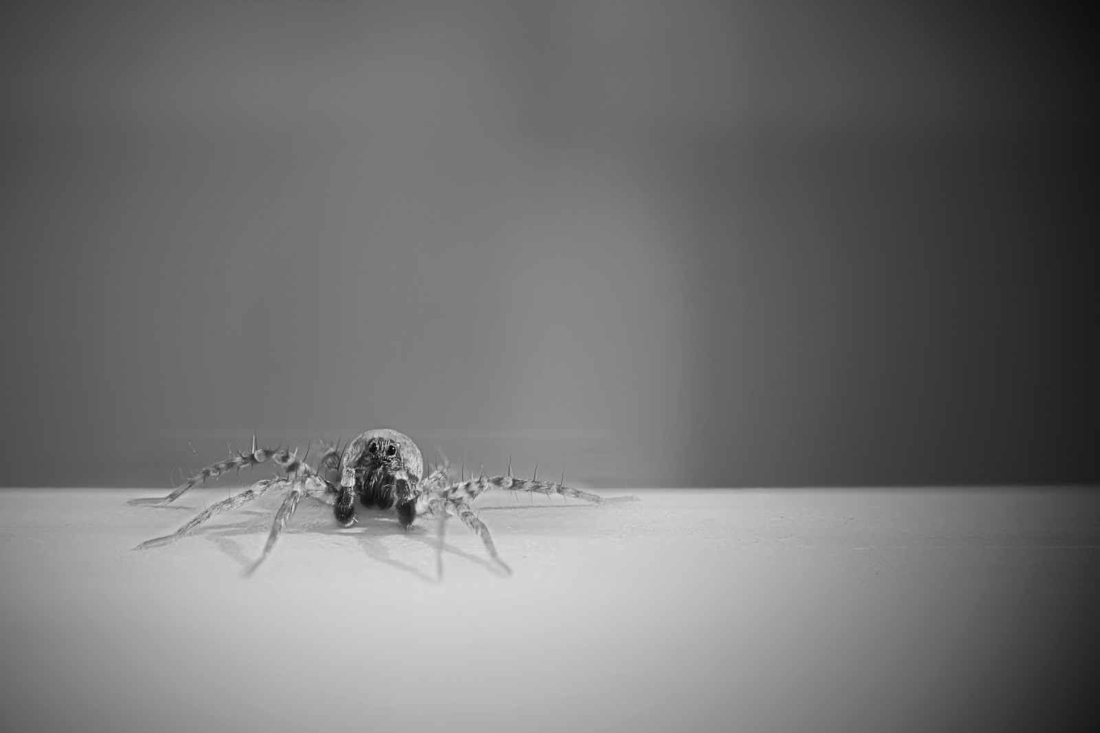 hvid, sort, monokrom, fotografering, makro, insekt, Canon, edderkop, bw, mørke, SW, eos, schwarz, Weis, 700D, sort og hvid, monokrom fotografering, tæt på, makrofotografering, hvirvelløse, Spinne, retroadapter