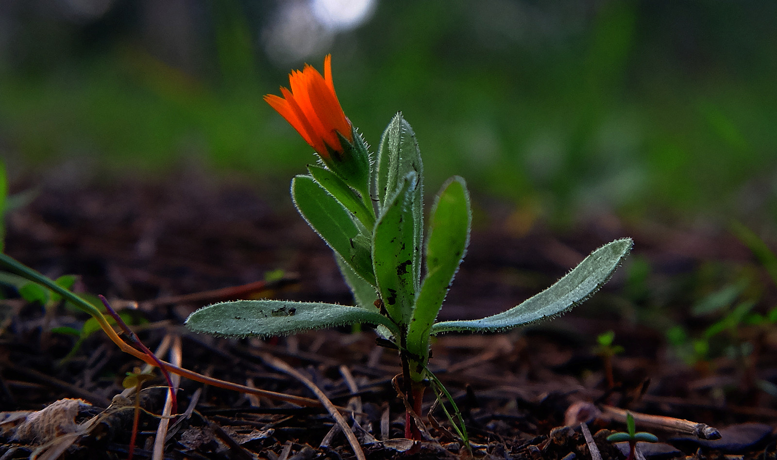 květiny, Příroda, makro, jaro, podsvícení, Fujifilm, UMĚNÍ, list, květ, rostlina, blinkagain, flóra, flores, makro, fuji, photowalk, XT1, flickraward, ngc, natura, flickrstruereflection1, národní geografie, editace, photografy, divoká rostlina, flor, sharingart, Parques, flickrclickx, Melilla, závod stonek, crazygeniuses, afotando, arttate, makra, macrofotografia, soulocreativity1, magicalskiesmick, génius, macrophotographers, adilmehmood, crazygenius, flickrphotowalk, fujistas, fujixt1fujifilm, photowalkmelilla, photograpfy, jocarlo, clickofart, pwmelilla, xt1fuji, Opticalart
