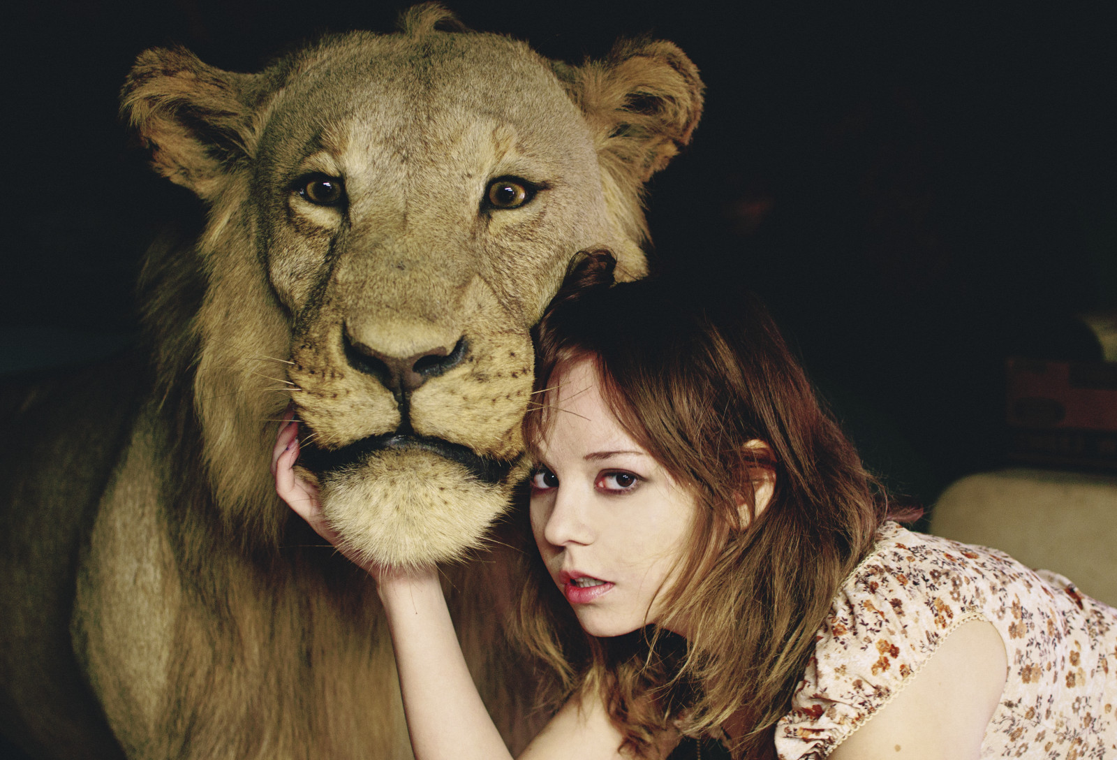 Yüz, aslan, Vahşi hayat, büyük kediler, kız, Missouri, memeli, Kedi gibi memeli, Sincap, Etobur, Cari, Papaz takımı