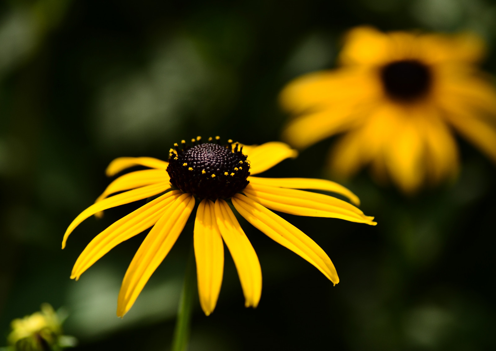 Japonsko, zahrada, Příroda, fotografování, hmyz, žlutý, květ, rostlina, kobe, flóra, okvětní lístek, fauna, divoká rostlina, botanika, suchozemská rostlina, kvetoucí rostlina, zblízka, makro fotografie, závod stonek, bezobratlý, daisy rodina, nektar
