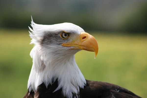 bird,eagle,predator,beak