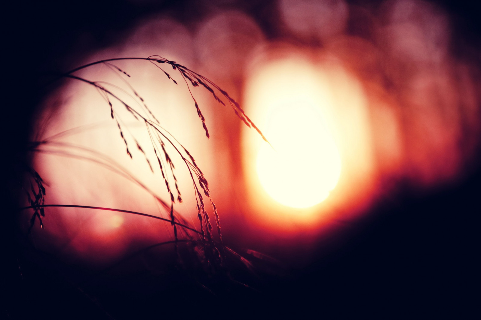 slunečnímu záření, Červené, rostliny, kruh, atmosféra, světlo, čára, tma, počítač tapeta, makro fotografie, 3229x2152 px