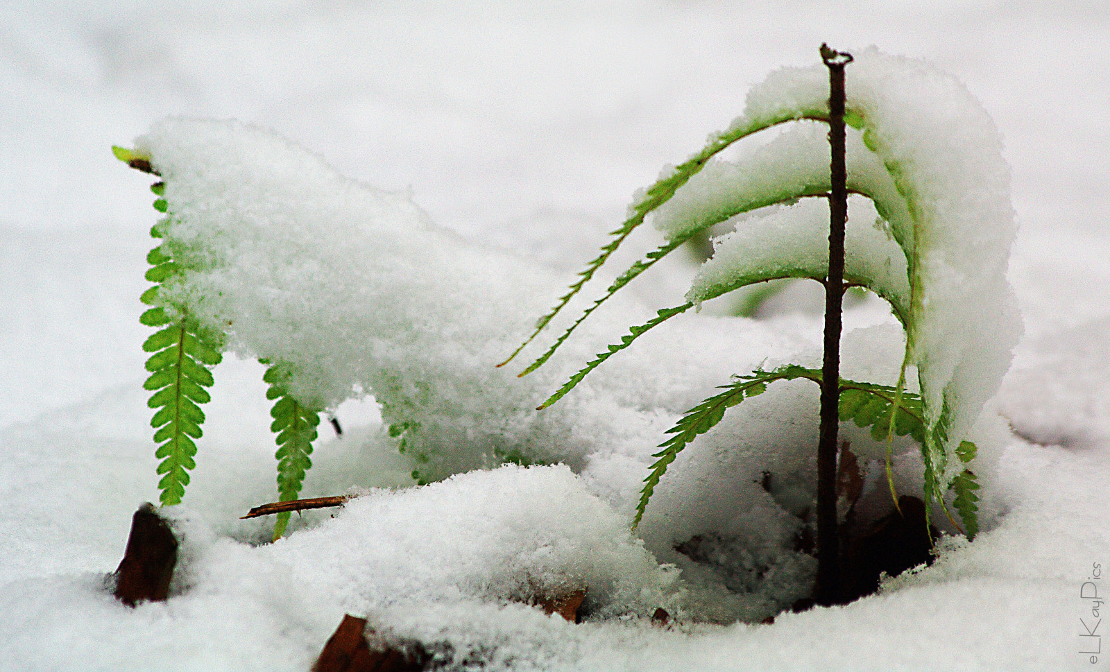 Wallpaper Christmas, xmas, schnee, winter, snow, fern, nature