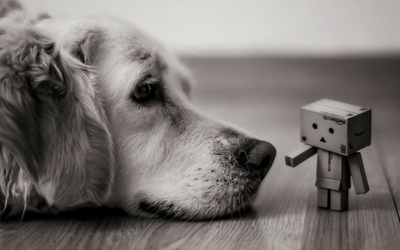 white, black, monochrome, depth of field, photography, macro white, black, monochrome, depth of field, photography, macro