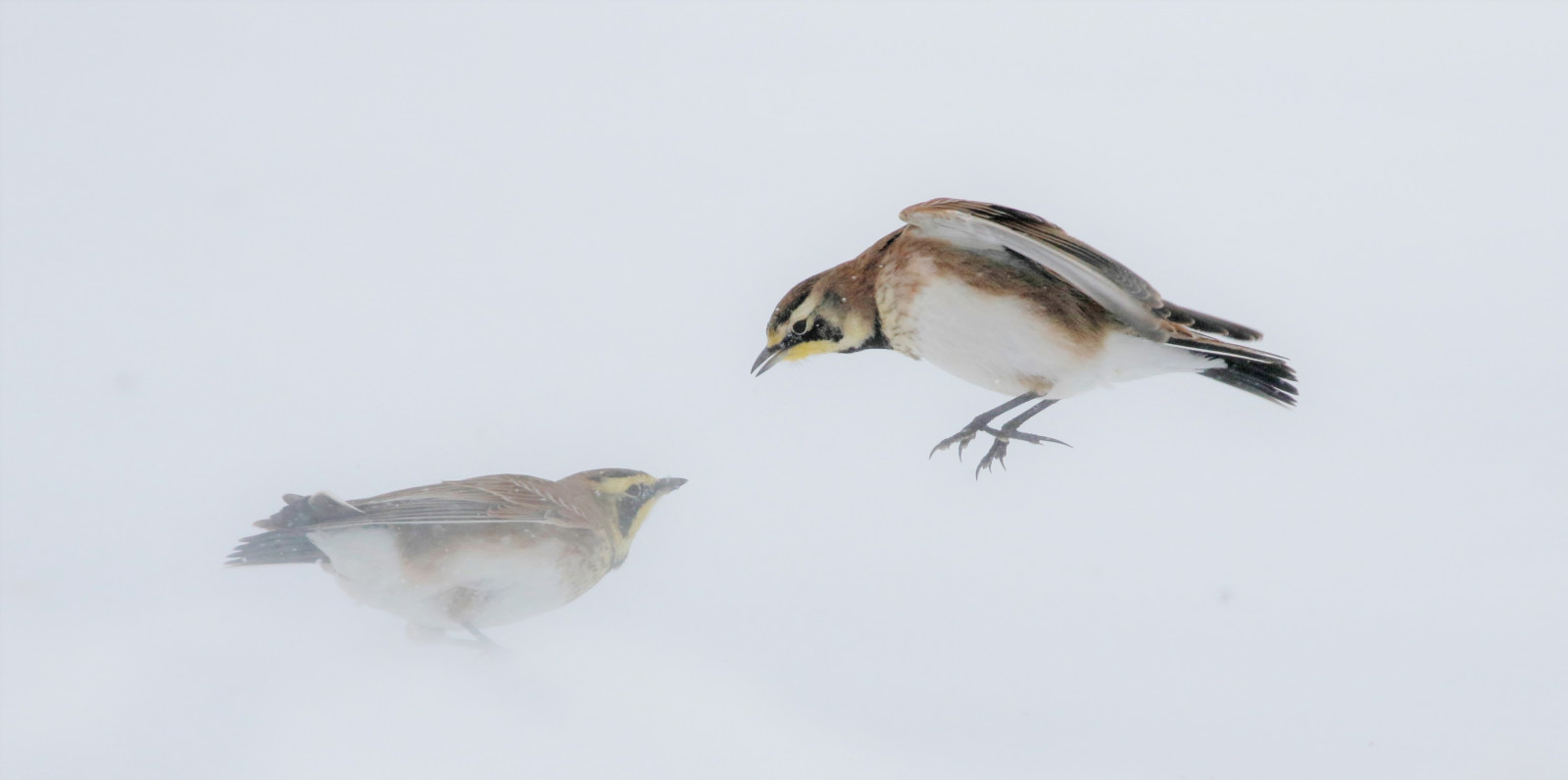 Ptaki, zimowy, burza, dzikiej przyrody, dziób, wróbel, ptak, zięba, pióro, Skowronek, fauna, Perching ptak, Emberizidae, Hornedlark
