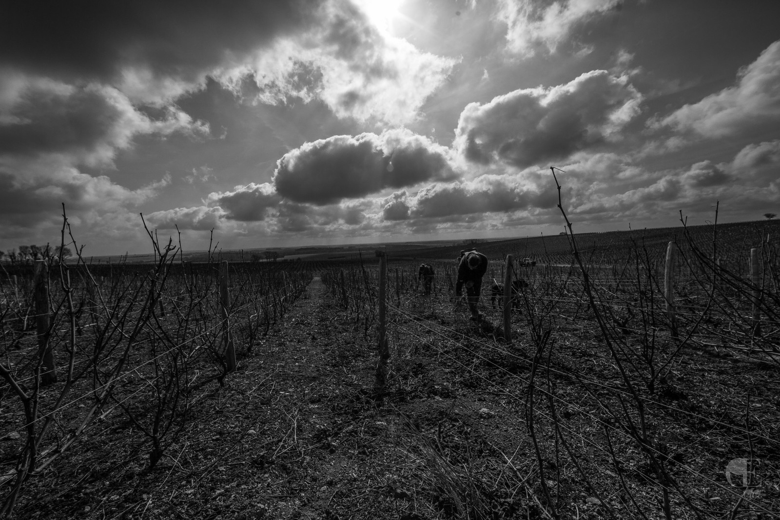 krajina, černobílý, ruce, nebe, pole, fotografování, víno, uklidnit, večer, hrozny, vítr, horizont, atmosféra, Ateliér, dílna, unikátní, Vzácný, UMĚNÍ, mrak, strom, plocha, umění, vin, řemesla, il, tma, originál, považovat, péče, gesto, řemeslník, stvoření, tvůrce, vigne, calme, Černý a bílý, monochromatické fotografování, meteorologický jev, napájecí, drátěné pletivo, jev, trpělivost, pochoutka, Pozor, přesnost, vinyard, geste, d licatesse, rozinka, cr ateur, loeiletlartisan, l iletlartisan, theeyeandtheartisan, Artisanat, artisanatdart, savoirfaire, odbornost, Soin, vigneron, vendanges, menetousalon, vinaři, grapeharvest, stock photography