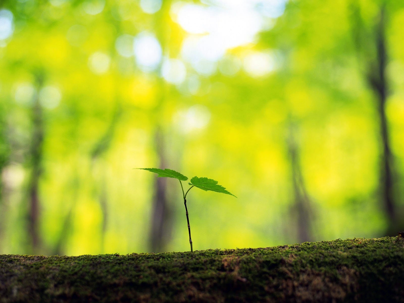 Trees Sprouting In Spring Wallpaper : tree, trunk, sprout, spring, forest 1600x1200 - wallhaven ...