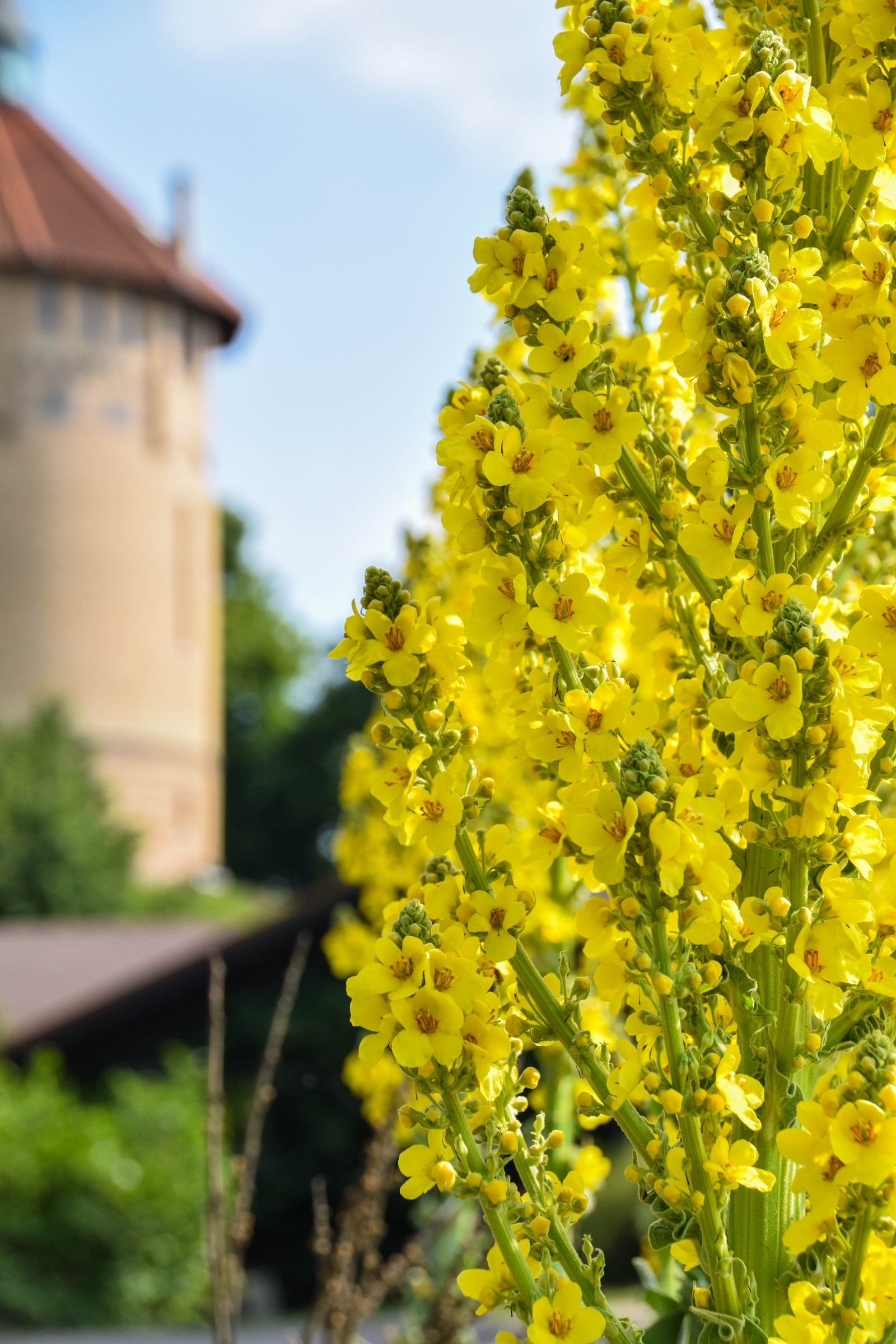 luce del sole, cibo, città, natura, parco, verde, giallo, estate, fiorire, Svezia, primavera, Sverige, albero, autunno, foglia, fiore, pianta, all'aperto, stagione, foto, flora, sk nel n, SE, sk ne, Malmo, Pildammsparken, vernissage, yeloow, pildammstornet, agricoltura, produrre, botanica, impianto di terra, pianta fiorita, pianta legnosa, arbusto