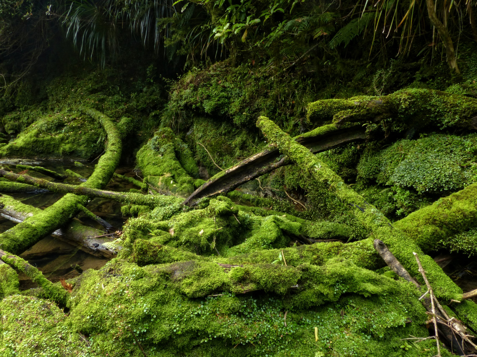 vegetation, natur, naturreservat, økosystem, gamle vækst skov, Skov, ødemark, træ, regnskov, mos, skov, ikke vaskulær jord plante, jungle, plante, biom, græs, valdivian temperate rain forest, afdeling, tropical and subtropical coniferous forests, spruce fir forest, tempereret løvfældende skov, tempererede nåleskove, landskab, Nationalpark