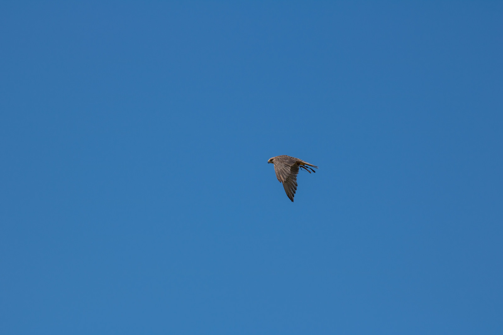Himmel, blau, Raubvogel, Dänemark, Falke, Flug, Vogel, Raubvogel, Danmark, F Gel, Exif Modell canoneos760d, Geocountry, Kamera macht canon, Geocity, Kameramodell canoneos760d, Geostate, Geolocation, Exif machen canon, Exif isospeed 100, Exif Blende 80, Exif linse ef70300mmf456lisusm, Skagen, Rovf gel, Exif focallength 221mm, Eagleworld, Rnreservatet, Falk, Falcocherrug, Sakerfalcon, Sakerfalk, Tatarfalk, Flügel, Atmosphäre der Erde, Hockende vogel