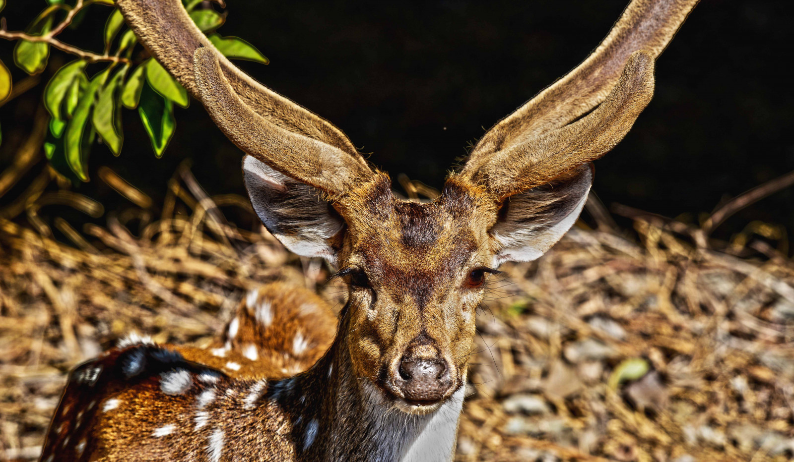 jeleň, India, zver a rastlinstvo, Antilopy, fauna, húkačka, národné parky, ňufák, organizmus, biela sledoval jeleňa, parohy, kabarovité, spotteddeer, bongo, protectedareas, Pozorovanie voľne žijúcich zvierat, Penchindia, terrestrial animal