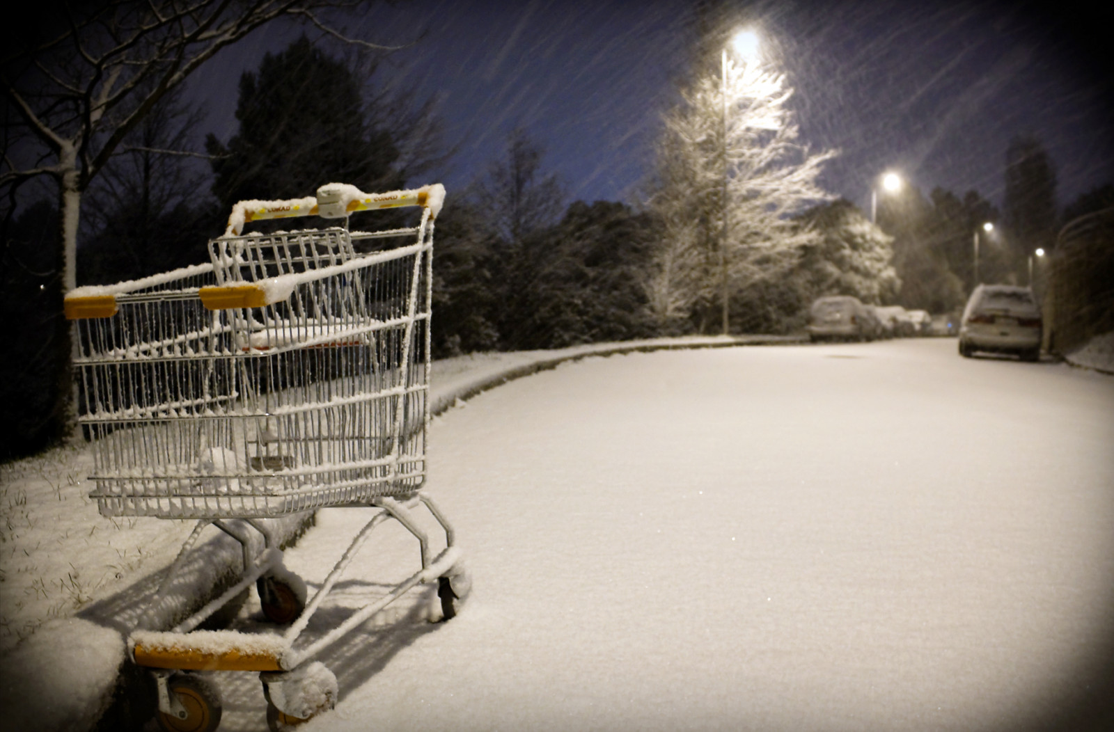 sníh, zima, zmrazení, fotografování, noc, led, strom, nebe