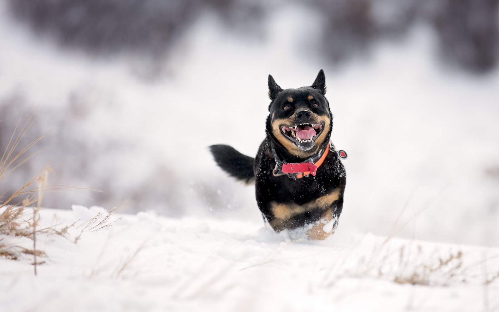 dieren, sneeuw, winter, voertuig, fotografie, hond, weer, seizoen, zoogdier, 1920x1200 px, gewerveld, hond als zoogdier