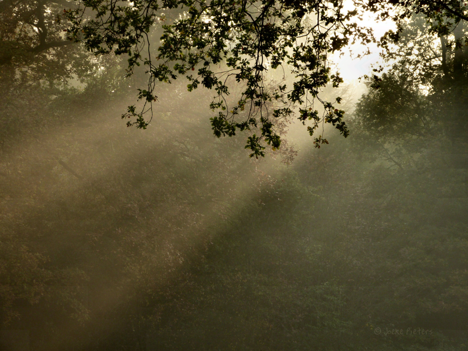 1030465, panasonicdmcfz150, licht, světlo, zonnestralen, sluneční paprsky, sluneční paprsky, Herfst, podzim, podzim, thegalaxy, mygearandme, mygearandmepremium, mygearandmebronze, mygearandmesilver, mygearandmegold