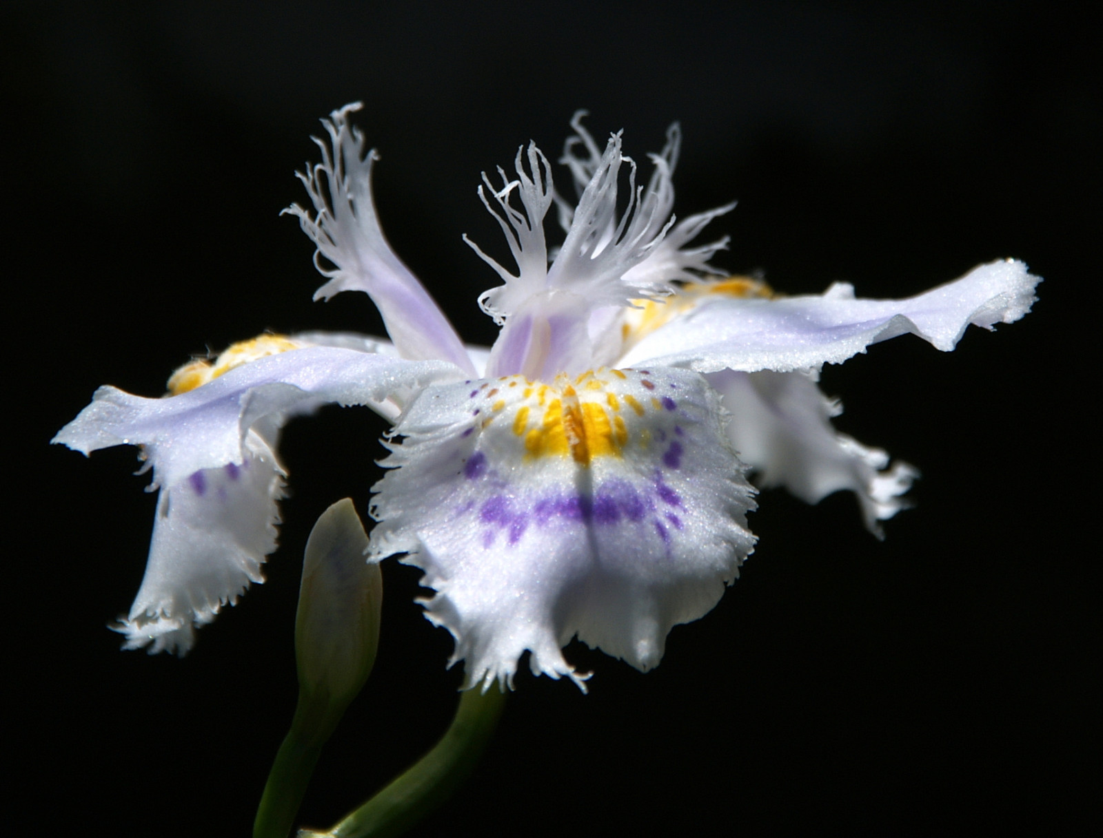 ดอกไม้, ธรรมชาติ, เบ่งบาน, ฤดูใบไม้ผลิ, ดอกไม้, ปลูก, กะพริบตา, mygearandme, ตา, พืช, กลีบดอก, mygearandmepremium, mygearandmebronze, mygearandmesilver, mygearandmegold, mygearandmeplatinum, blinksuperstars, bestofblinkwinners, bestofsuperstars, ดอกไม้ป่า, blink4gallery, พฤกษศาสตร์, โรงงานที่ดิน, พืชดอก, ใกล้ชิด, การถ่ายภาพมาโคร