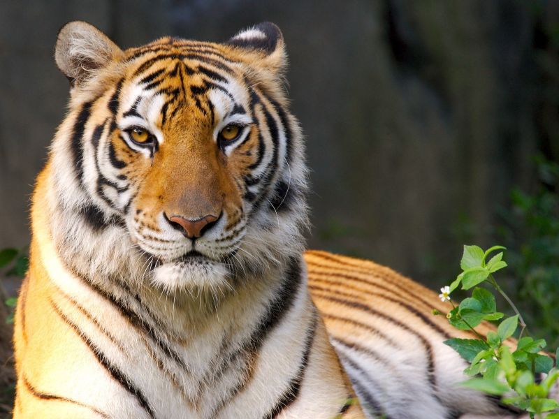 zvěř, tygr, Volně žijících živočichů, velké kočky, zoologická zahrada, kníry zvěř, tygr, Volně žijících živočichů, velké kočky, zoologická zahrada, kníry