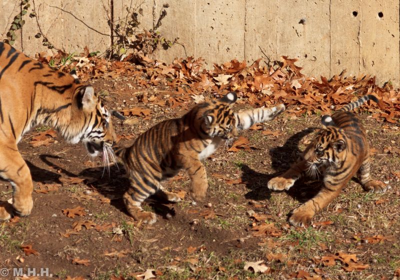 tygr, Volně žijících živočichů, savec, terrestrial animal, fauna, velké kočky tygr, Volně žijících živočichů, savec, terrestrial animal, fauna, velké kočky