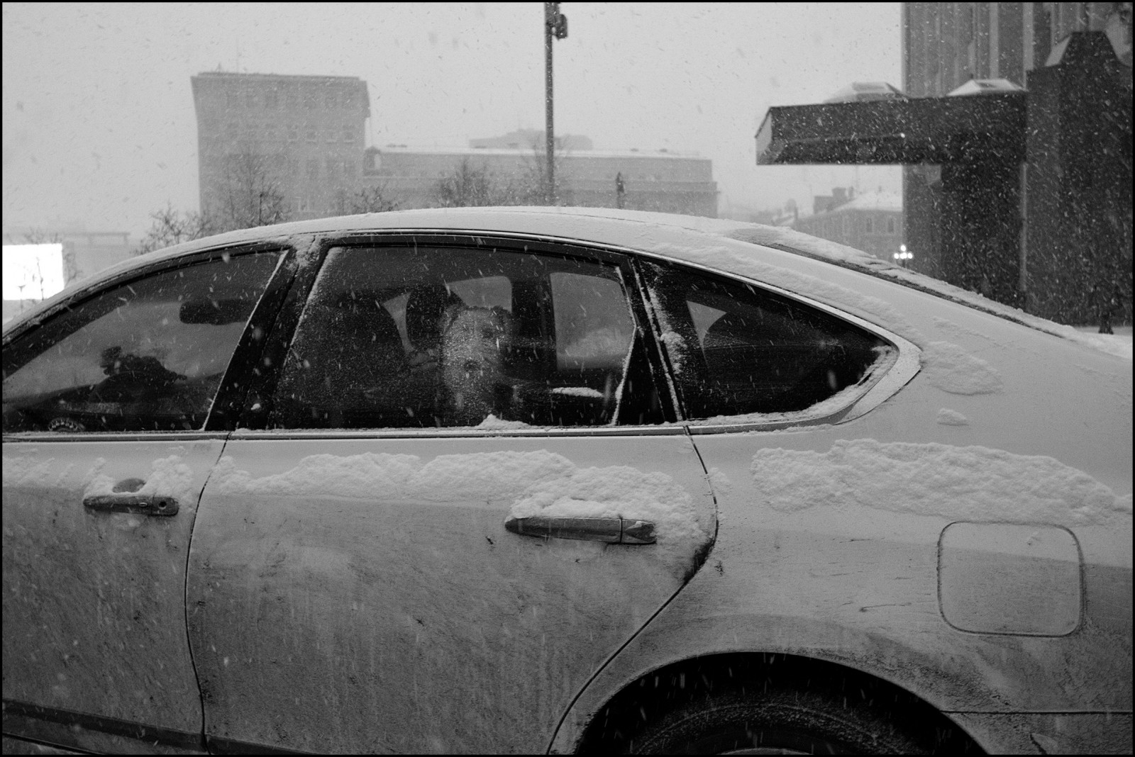 viso, persone, bianca, nero, animali, monocromo, ritratto, finestra, occhi, città, strada, auto, Mosca, urbano, la neve, inverno, veicolo, fotografia, avvicinamento, cane, bicchiere, lavoratori, vento, Sony, Russia, vita, Europa, Pubblico, Berlina, tiro, Cittadino, tempesta di neve, ARTE, bianco e nero, scena, giorno, bw, momenti, foto, ruota, finestre, streetphotography, fotografie, lavoratore, vivere, alfa, Candido, Immagine, dmitry, Ryzhkov, candidportrait, streetportrait, unposed, sconosciuto, momento, geotagged, nevicata, attraverso, bianco e nero, fotografia in bianco e nero, design automobilistico, esterno automobilistico, marca di automobile, auto esecutivo
