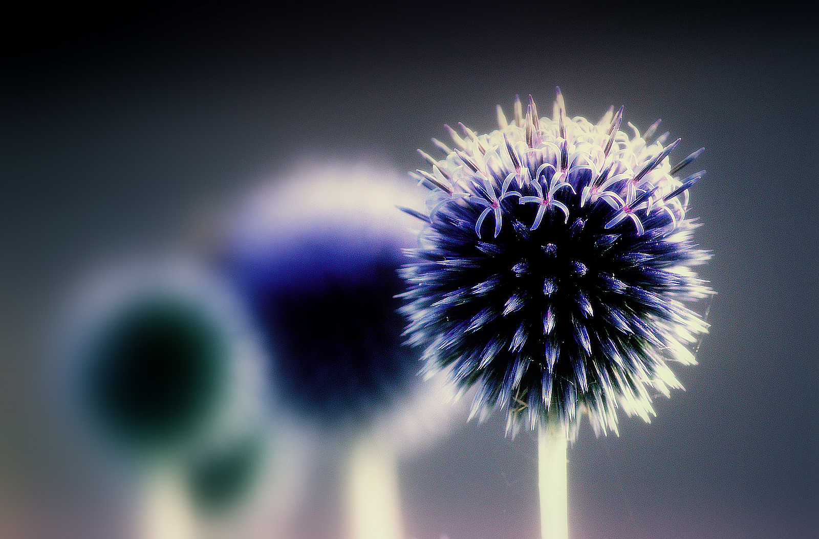 odraz, fotografování, makro, symetrie, ohňostroj, modrý, květ, rostlina, bodlák, anawesomeshot, naturesfinest, abigfave, Bravo, aplusphoto, superbmasterpiece, goldenphotographer, wowiekazowie, ithinkthisisart, A, supershot, fab, flickrelite, flickrbest, brillianteyejewel, searchthebest, 35faves, themacrogroup, mywinner, počítač tapeta, zblízka, makro fotografie, daisy rodina, excellentphotographer, třída, blodyn, llandyfriog, globethistle, echinops, top20flowers, excellenceinfloralphotography, ellegance, simplyelegant, top20flowers20, ishflickr, plantsinmacro, unforgetablepicture, garddmrsthomas, mrsthomasgarden