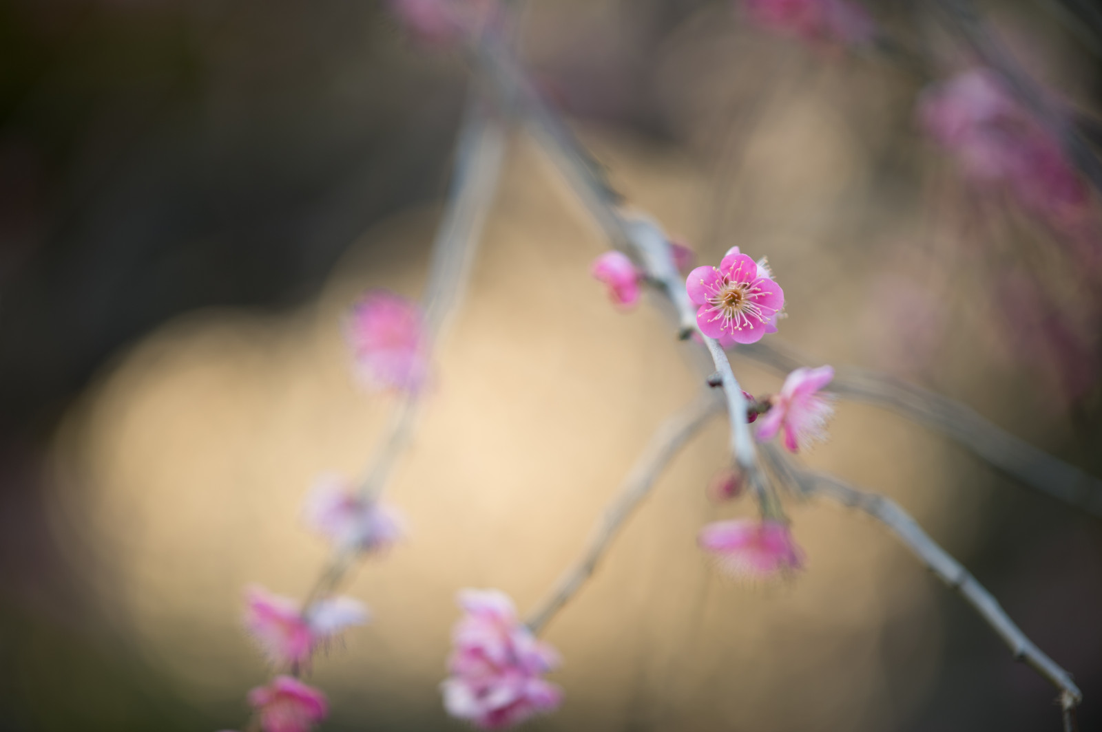 Japan, fotografering, lilla, afdeling, cherry blossom, Nikon, blomst, lyserød, forår, Tokyo, Jp, farve, NIKKOR, blad, blomst, plante, blomme, ume, flora, kronblad, afs105mmf14eed, afsnikkor105mmf14eed, df, Ikegami, japaneseapricot, ikegamiplumpark, tæt på, makrofotografering